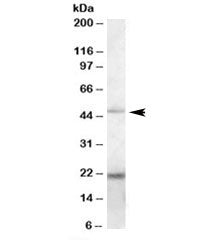 Western blot testing of K562 lysate with TXNDC4 antibody at 0.2ug/ml. Predicted molecular weight: ~4