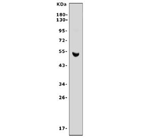 Cdc25c Antibody