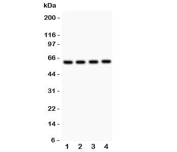 SynCAM Antibody
