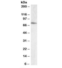 Western blot testing of human hipoocampus lysate with ELMO3 antibody at 0.1ug/ml. Predicted molecula