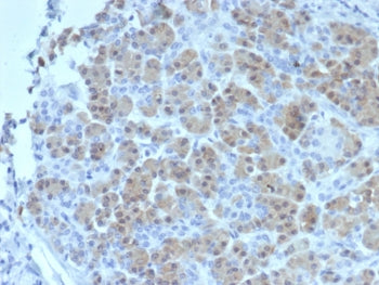 IHC staining of FFPE human salivary gland tissue with BRCA2 antibody (clone BRCA2/2158). HIER: boil 