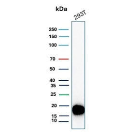 Western blot testing of human 293T cell lysate with Survivin antibody. Predicted molecular weight ~1