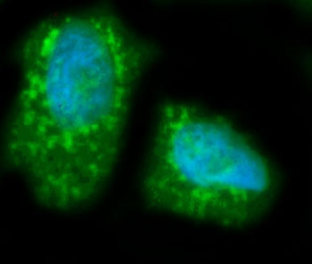 Immunofluorescent staining of FFPE human HepG2 cells with Hepatic Lipase antibody (green) and DAPI n
