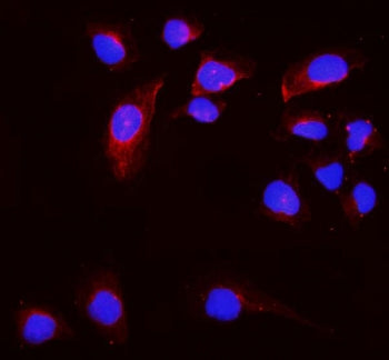 Immunofluorescent staining of FFPE human U-2 OS cells with HMMR antibody (red) and DAPI nuclear stai