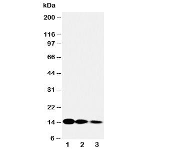 IL3 Antibody