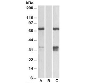 FOXC2 Antibody