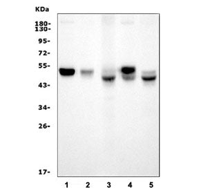 Interferon regulatory factor 3 Antibody / Irf3