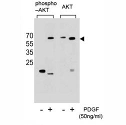 Western blot analysis of extracts from NIH3T3 cells, untreated or treated with PDGF, using phospho-A