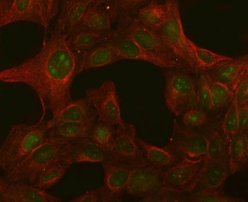 Immunofluorescent staining of FFPE human U-2 OS cells with PGLS antibody (green) and Beta Actin mAb 