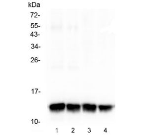 Western blot testing of different lots of 1) mouse heart, 2) mouse heart, 3) rat heart and 4) rat he