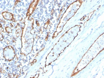 CD31 Antibody / PECAM-1