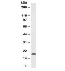 Western blot testing of mouse fetal brain lysate with Pleiotrophin antibody at 0.1ug/ml. Predicted m