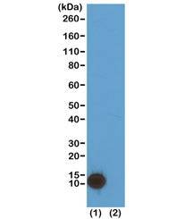 Western blot test of (1) acid extracts of HeLa cells and (2) recombinant Histone H4 recombinant H4K5