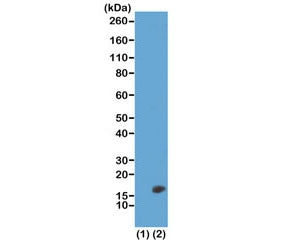 Western blot test of recombinant Histone H3.3 (1) and acid extracts of HeLa cells (2) using recombin