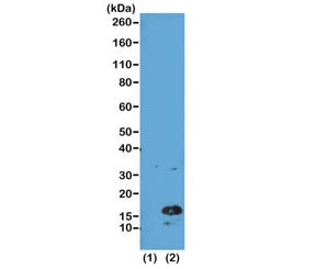Western blot of recombinant histone H3.3 (1) and acid extracts of human HeLa cells (2) using the rec