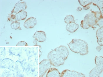 FGF2 Antibody / Fibroblast growth factor 2