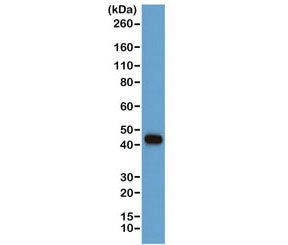 Western blot of human A431 cells using the recombinant Beta Actin antibody at a 1:1000. Predicted mo