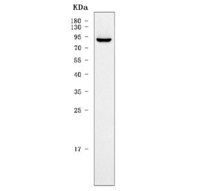 SHCBP1L Antibody / SHC SH2 domain-binding protein 1-like protein