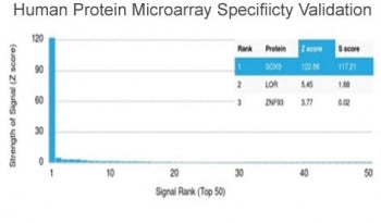 Analysis of HuProt(TM) microarray containing more than 19,000 full-length human proteins using SOX9 