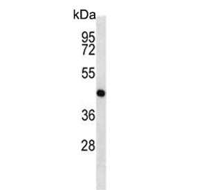 Western blot testing of mouse cerebellum tissue lysate with MEK1 antibody. Predicted molecular weigh