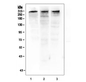 p300 Antibody (KAT3B)