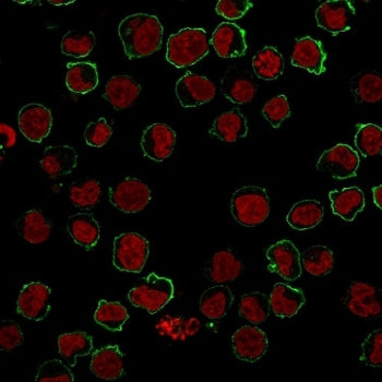 Immunofluorescence staining of human K562 cells with CD43 antibody (green, clone SPM503) and Nucspot