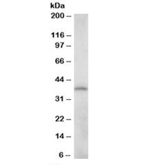 Western blot testing of K562 lysate with CrkL antibody at 0.01ug/ml. Expected molecular weight: 34~3