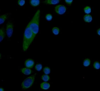 Immunofluorescent staining of FFPE human SiHa cells with Serum Amyloid P antibody (green) and DAPI n