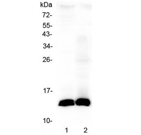 Western blot testing of 1) rat stomach and 2) mouse stomach lysate with Tff2 antibody at 0.5ug/ml. P