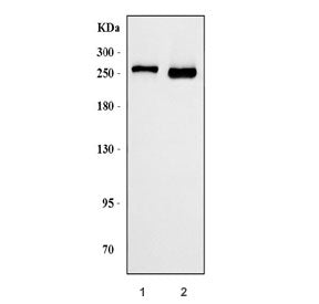 Ankyrin-1 Antibody / ANK1 / Erythrocyte