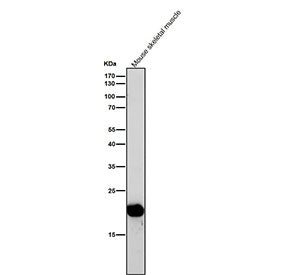 All lanes use the antibody at 1:1K dilution for 1 hour at room temperature. Predicted molecular weig
