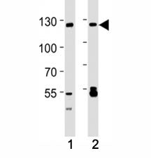SIRT1 Antibody