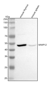 Western blot analysis of Mmp12 using anti-Mmp12 antibody. Lane 1: mouse thymus tissue lysates, Lane 