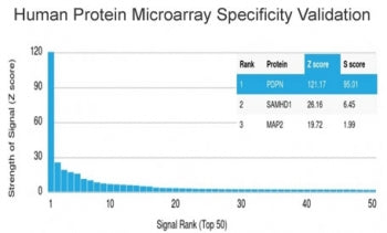 Podoplanin Antibody / gp36