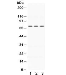 KEAP1 Antibody