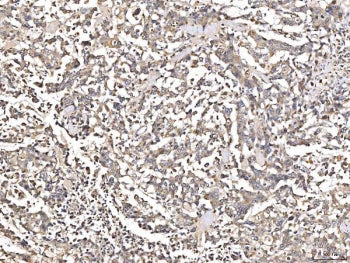 Angiotensinogen Antibody