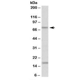 Western blot testing of mouse kidney lysate with TGM7 antibody at 0.1ug/ml. The expected ~75 kDa ban