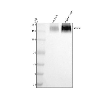 Western blot analysis of NRXN2 using anti-NRXN2 antibody. Electrophoresis was performed on a 8% SDS-