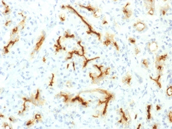 IHC testing of FFPE human pancreas with recombinant CFTR antibody (clone CFTR/1775R). HIER: boil tis