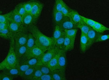Immunofluorescent staining of FFPE human U-2 OS cells with JCHAIN antibody (green) and DAPI nuclear 