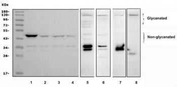 Decorin Antibody