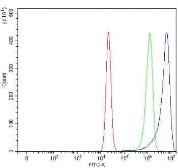 ATG12 Antibody