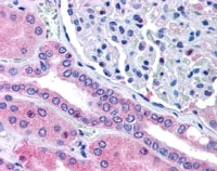 IHC testing of FFPE human kidney with Rhophilin 2 antibody at 5ug/ml. HIER: steamed with pH6 citrate