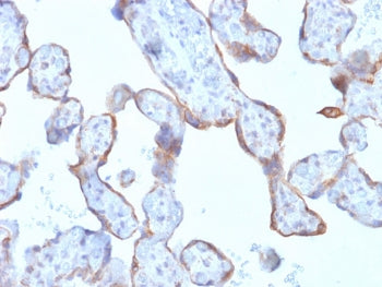 IHC testing of FFPE human placenta with recombinant MMP3 antibody (clone rMMP3/1730). Required HIER: