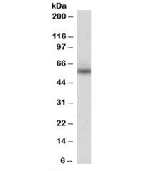 Nprl3 Antibody