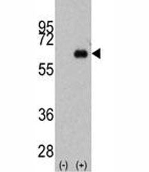 Western blot analysis of anti-Myc antibody and 293 cell lysate (2 ug/lane) either nontransfected (La