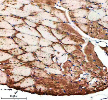Immunohistochemical analysis of Ide protein using Zebrafish Ide antibody and paraffin-embedded zebra