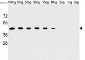 Western blot analysis of H1L antibody and recombinant H1L protein.