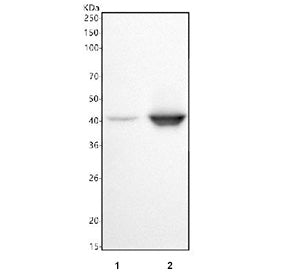 Western blot testing of human 1) HeLa and 2) RT4 cell lysate with c-Fos antibody. Expected molecular