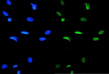 Immunofluorescent staining of FFPE human HeLa cells with GATA3 antibody (green) and DAPI nuclear sta